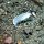 junger Schermesserfisch